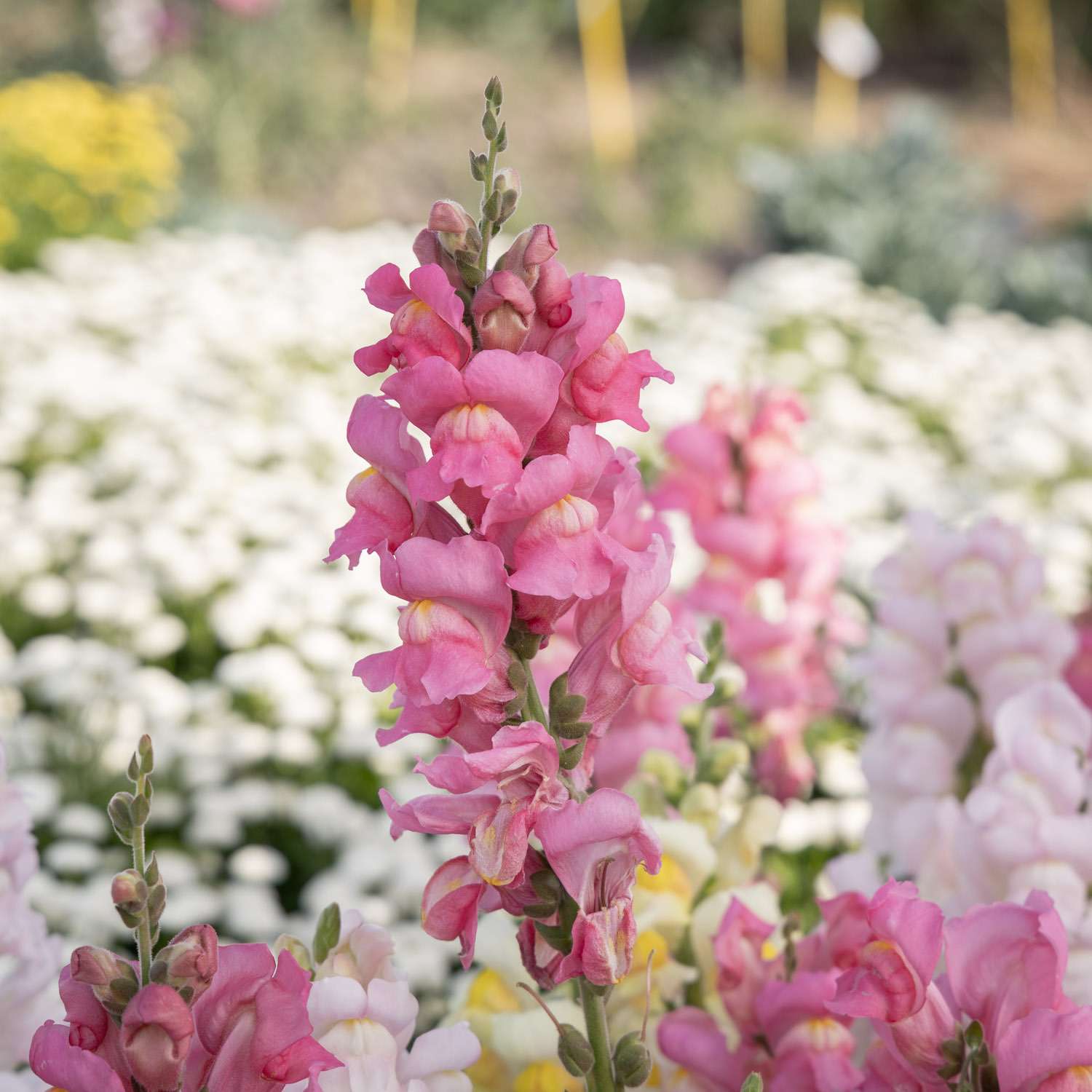 Muflier 'Madame Butterfly Pink' (graines)